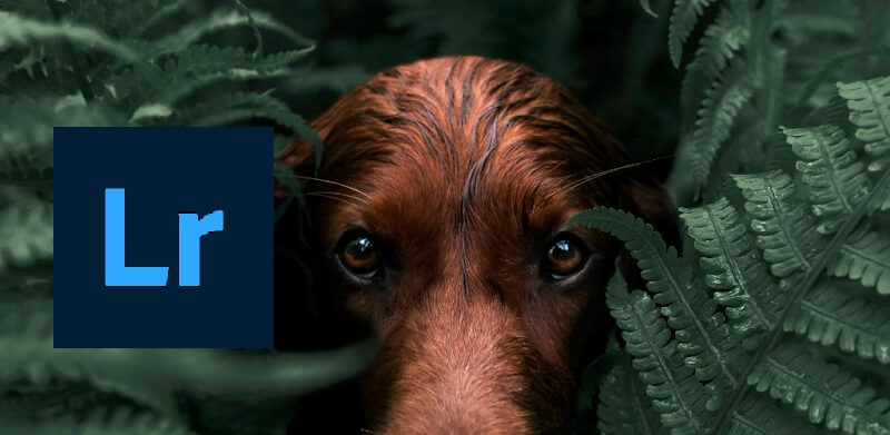 دانلود لایت روم Lightroom 8.3.3 نصب لایتروم با لینک مستقیم برنامه فتوشاپ اندروید